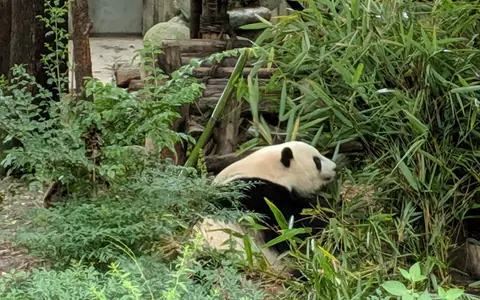Panda Places