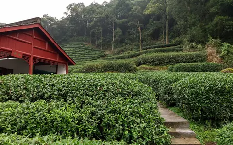 Tea Culture Cities